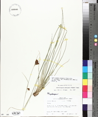 Rhynchospora recognita image