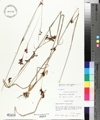 Rhynchospora caduca image