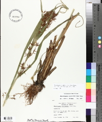 Rhynchospora corniculata image