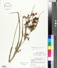 Rhynchospora corniculata image