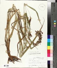 Scirpus lineatus image