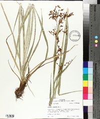 Scirpus lineatus image