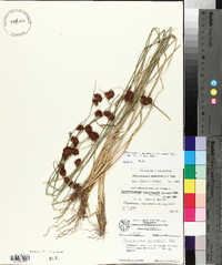 Rhynchospora glomerata image