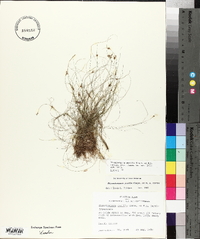 Rhynchospora pusilla image