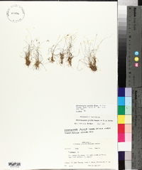 Rhynchospora pusilla image