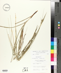 Scleria ciliata image