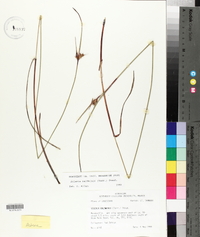 Scleria baldwinii image