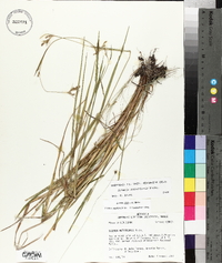 Scleria reticularis image