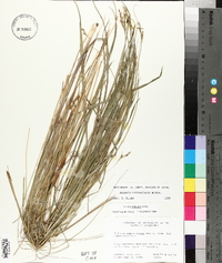 Scleria reticularis image