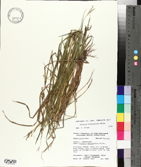 Scleria reticularis image