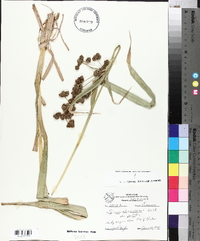 Scirpus pallidus image