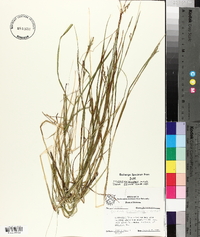 Scleria reticularis image