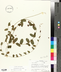 Stylisma humistrata image