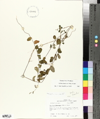 Stylisma humistrata image