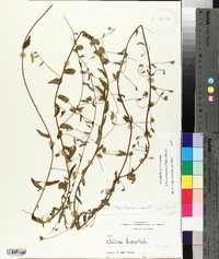 Stylisma humistrata image