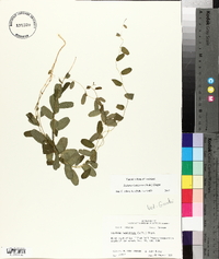 Stylisma humistrata image