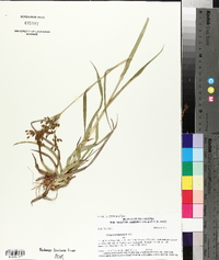 Scirpus pendulus image