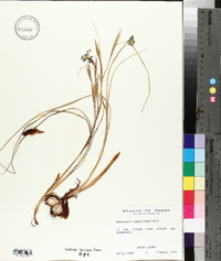 Nemastylis geminiflora image