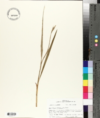 Nemastylis geminiflora image