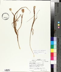 Nemastylis geminiflora image