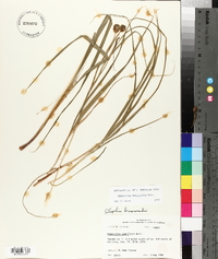 Nemastylis geminiflora image