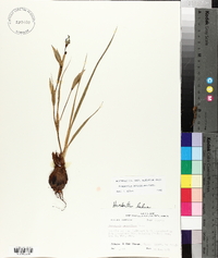 Nemastylis geminiflora image