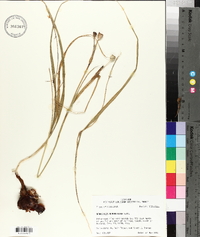 Nemastylis geminiflora image