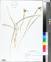 Eustylis purpurea image