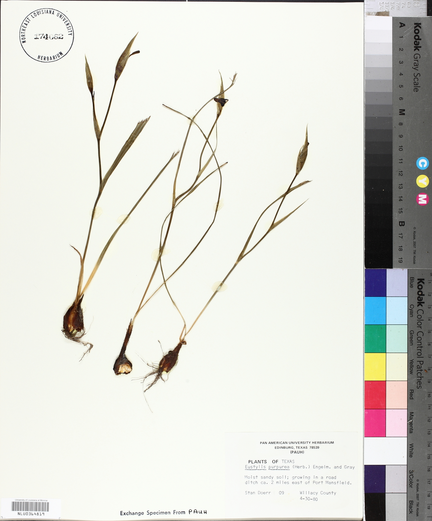 Eustylis purpurea image