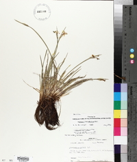 Sisyrinchium albidum image