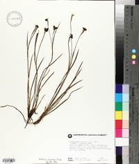 Sisyrinchium biforme image