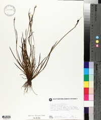 Sisyrinchium biforme image