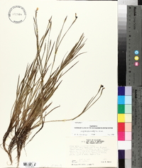 Sisyrinchium biforme image