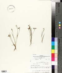 Sisyrinchium rosulatum image