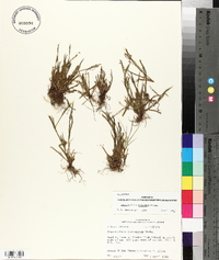 Sisyrinchium rosulatum image