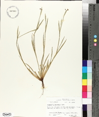 Sisyrinchium biforme image