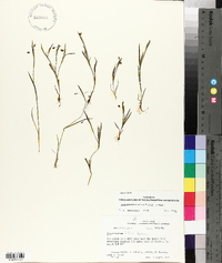 Sisyrinchium minus image