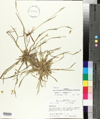 Sisyrinchium rosulatum image