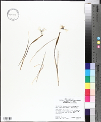 Herbertia lahue subsp. caerulea image