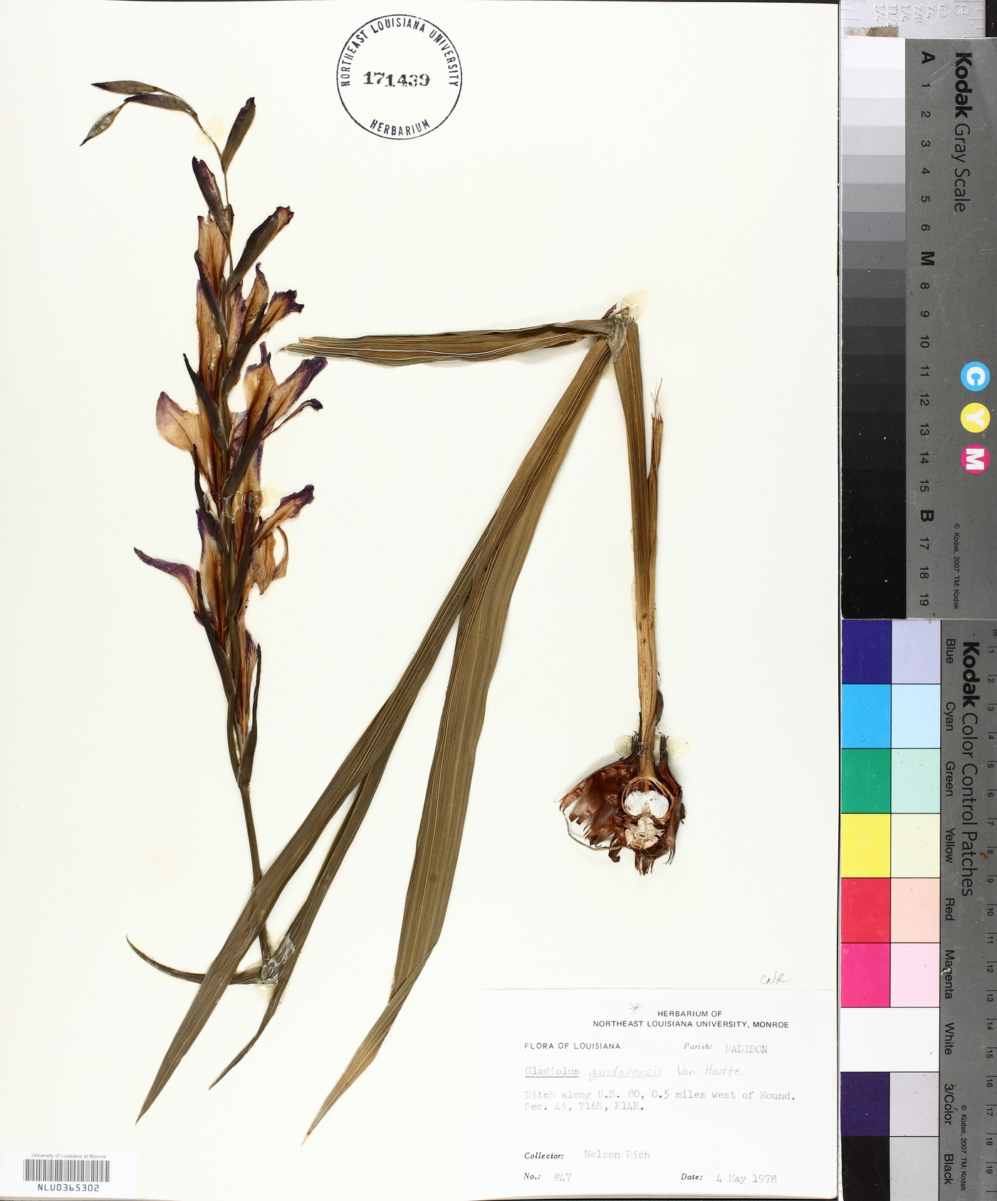 Gladiolus x gandavensis image