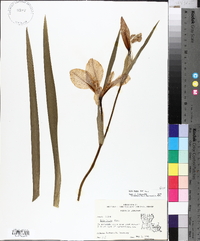 Iris fulva image