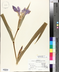 Iris giganticaerulea image