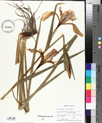 Iris giganticaerulea image