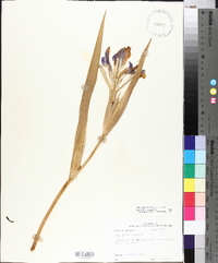 Iris giganticaerulea image