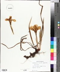 Iris verna var. smalliana image