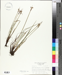 Sisyrinchium albidum image