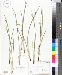 Sisyrinchium albidum image