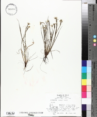 Sisyrinchium langloisii image