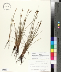 Sisyrinchium sagittiferum image