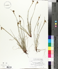 Sisyrinchium campestre image